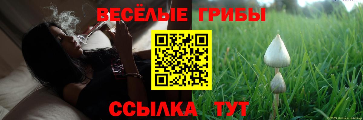 Псилоцибиновые грибы Cubensis Сорочинск